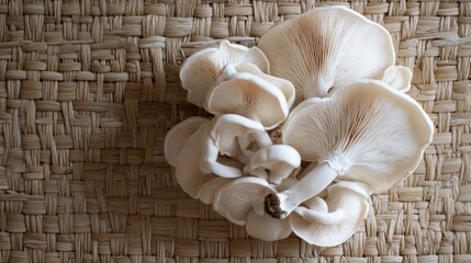 A cluster of fresh white mushrooms arranged on a woven surface