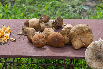 Collection of freshly picked wild mushrooms laid out on reddish-brown outdoor table. Earthy tones, grassy background. Useful for mycology, culinary, nature photography content