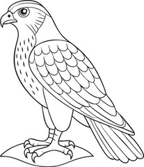 Falcon standing outline drawing for wildlife bird of prey coloring and natural science illustration concepts