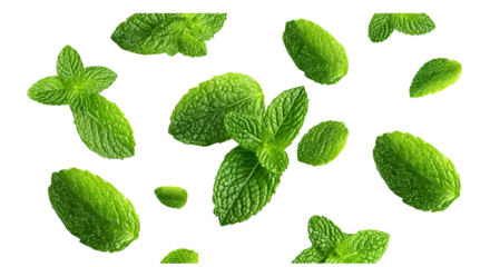 mint leaves floating in the air on a white background, top view. flat lay composition for product design of mint tea or food and drink ingredients. isolated flat lay with space for text. high-quality 