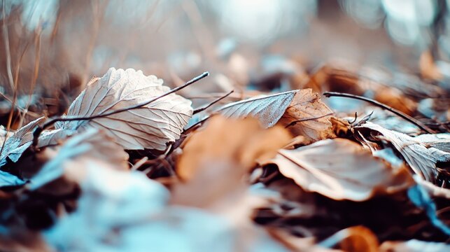 Close up of dry fallen leaves and twigs scattered on the forest floor in autumn