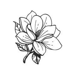 Elegant black and white line drawing of a magnolia flower