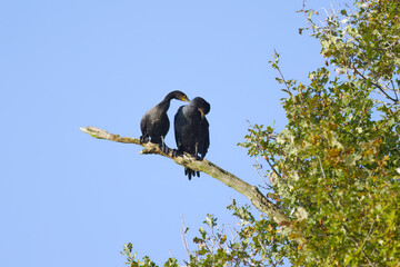 two feathered animals caressing each other, two adorable cormorants during mating season, mating ritual on a tree, mating season for black birds, Phalacrocoracida