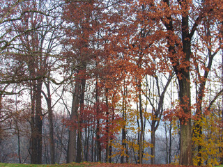 trees in autumn