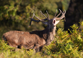 Powerful Red deer stag roaring during autumn rut