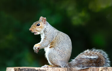 Grey Squirrel holding and eating nut on a tree stump