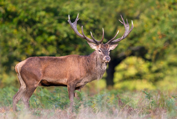 Red deer stag standing in green ferns in autumn