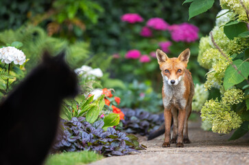 Obraz premium Wild urban Red fox stands on a flower garden path, looking toward a domestic black cat blurred in the foreground