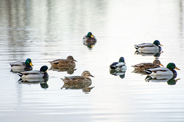 ducks on the lake