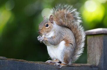 Eastern gray squirrel eating nut on a wooden garden fence