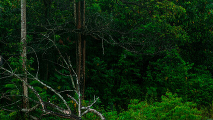 Dense Tropical Forest with Dark Green Foliage and Tree Branches. Deep, moody jungle atmosphere suitable for nature, wilderness, and environmental themes.