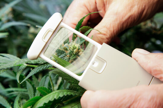 Santa Fe, New Mexico, United States.  Medical marajuana operation.