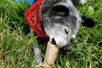 Santa Fe, New Mexico, United States. Old dog enjoying his bone. 