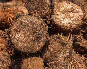 Freshly dug up Raw African Arrowroots displayed at a vibrant Kenyan market stall