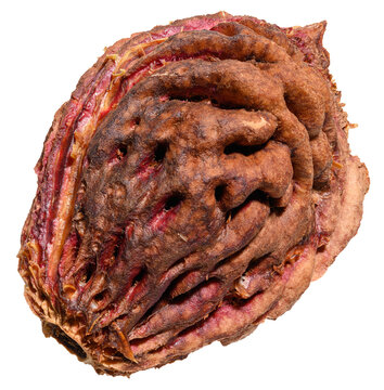 A close-up of a peach or apricot pit with a rough texture on an isolated background