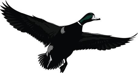 Mallard duck flying isolated white background