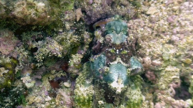 A stunning mimic octopus perfectly blends into the vibrant coral reef of Apo Island, Negros Oriental, Philippines. Observe its masterful camouflage during a daytime dive.