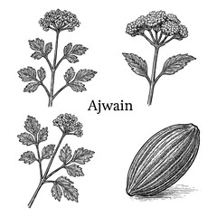 Ajwain Plant, Flowers, and Seed in Vintage Botanical Engraving Style, Transparent Background © FriskySloths