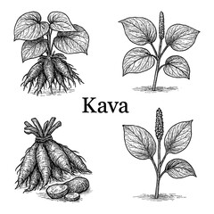 Kava Plant, Roots, Leaves, and Stems in Vintage Botanical Engraving Style, Transparent Background