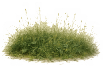 Green grass clump growing in nature, detailed vegetation tuft, isolated wild plant with transparent background