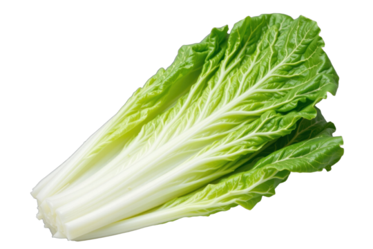 Fresh green romaine lettuce leaves isolated on transparency background with vibrant texture and healthy appearance