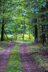 Obraz premium Path in Bialowieza Forest in Poland