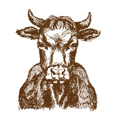Young cow portrait. Sketch, rough drawing, engraving, doodle. Vector illustration