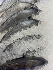 fish on ice