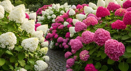 Path through a beautiful garden of white and pink hydrangea flowers