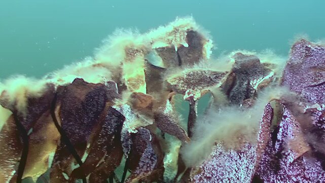 Captured beneath the waves of the White Sea, witness the remarkable resilience of life as various forms cling to and thrive amongst the seaweed. See unique adaptations to a cold environment.