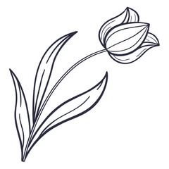 Elegant tulip flower with delicate petals isolated on