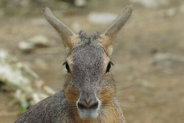 Patagonian Mara Close-Up Portrait in Natural Habitat