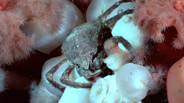 In the cold waters of the Arctic, a Hyas Araneus spider crab finds refuge among a colony of Metridium Senile sea anemones. The crab blends with its surroundings for protection.