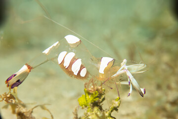 A super macro photo of a Holthuis cleaner shrimp, Ancylomenes holthuisi. Picture from Puerto Galera, Philippines