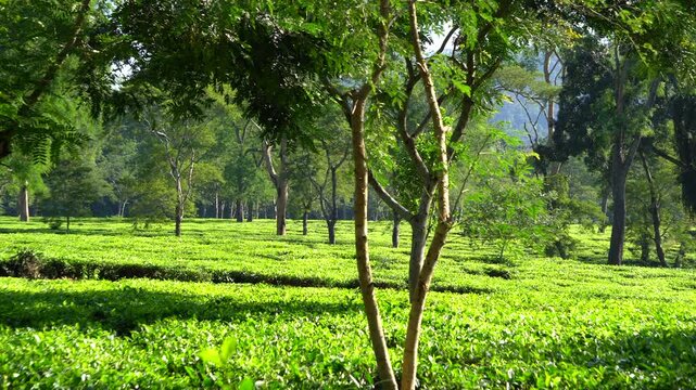 Shots of Tea Garden of Assam during November 2