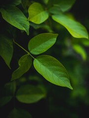 Lush Green Leaves on a Dark Background with Soft Lighting.