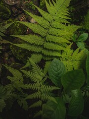 Lush green ferns and foliage in a forest setting.
