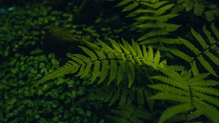 Lush green fern frond highlighted by a ray of light in a dark forest.