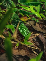 A small patterned green leaf with white veins emerges from the forest floor.