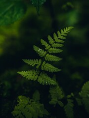 Close up of a vibrant green fern leaf in a dark forest setting.