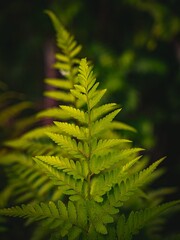 Lush Green Fern Frond Unfurling in a Forest Setting.