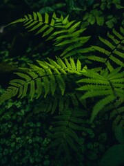 Lush Green Ferns in a Dark Forest Setting.
