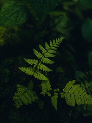 Lush Green Ferns in a Forest Undergrowth.