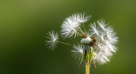 Fototapeta premium Close up of a dandelion clock with seeds blowing away detail