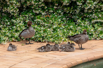 Photograph of a family of Australian Wood Ducks walking around in the sunshine on bricks near a swimming pool in the Blue Mountains in NSW, Australia.