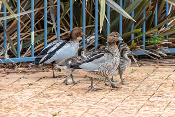 Photograph of a family of Australian Wood Ducks walking around in the sunshine on bricks near a swimming pool in the Blue Mountains in NSW, Australia.