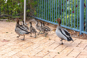 Photograph of a family of Australian Wood Ducks walking around in the sunshine on bricks near a swimming pool in the Blue Mountains in NSW, Australia.