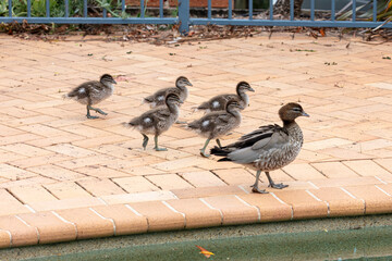 Photograph of a family of Australian Wood Ducks walking around in the sunshine on bricks near a swimming pool in the Blue Mountains in NSW, Australia.
