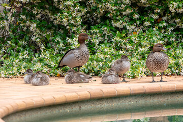 Photograph of a family of Australian Wood Ducks walking around in the sunshine on bricks near a swimming pool in the Blue Mountains in NSW, Australia.