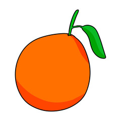 orange fruit vector illustration